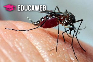 Curso de Capacitação em Arboviroses